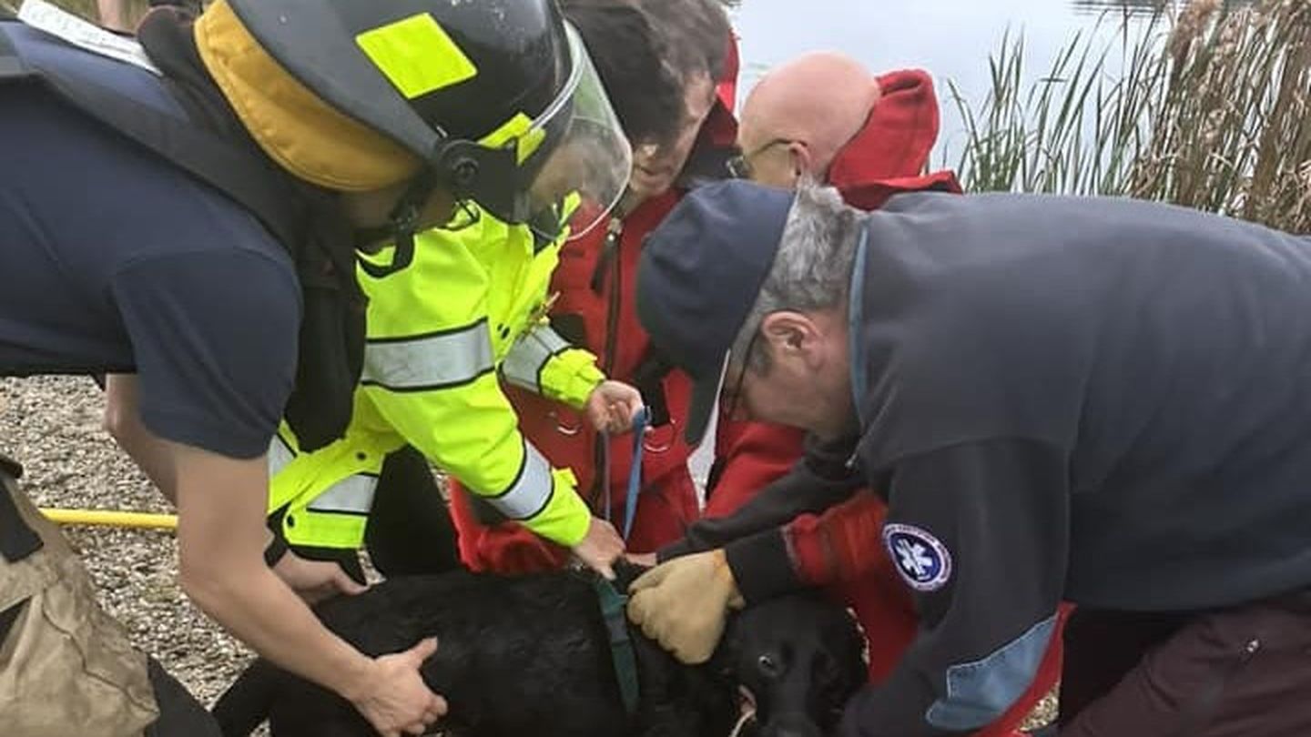 Zena, a 3-year-old black Labrador, was rescued Saturday by Carlisle police and firefighters.
